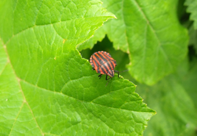 Graphosoma italicum?